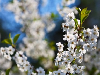 ������ � �������� ����: �������, ������� ������ ������������