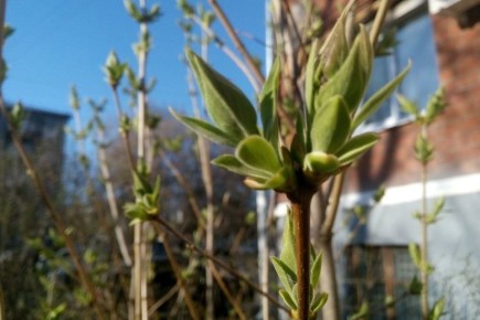 � �������� �� �������, 17 �����, ����������� ������� ���� �������� +7�+12��