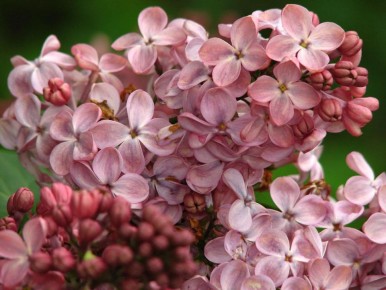 ����������� ����� ����� ������: ������ ����� ������� ���������� � ��������