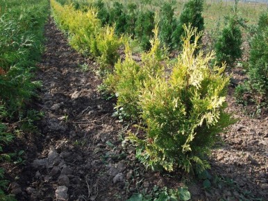 ������� ���: ��� ������� �� ������ ����