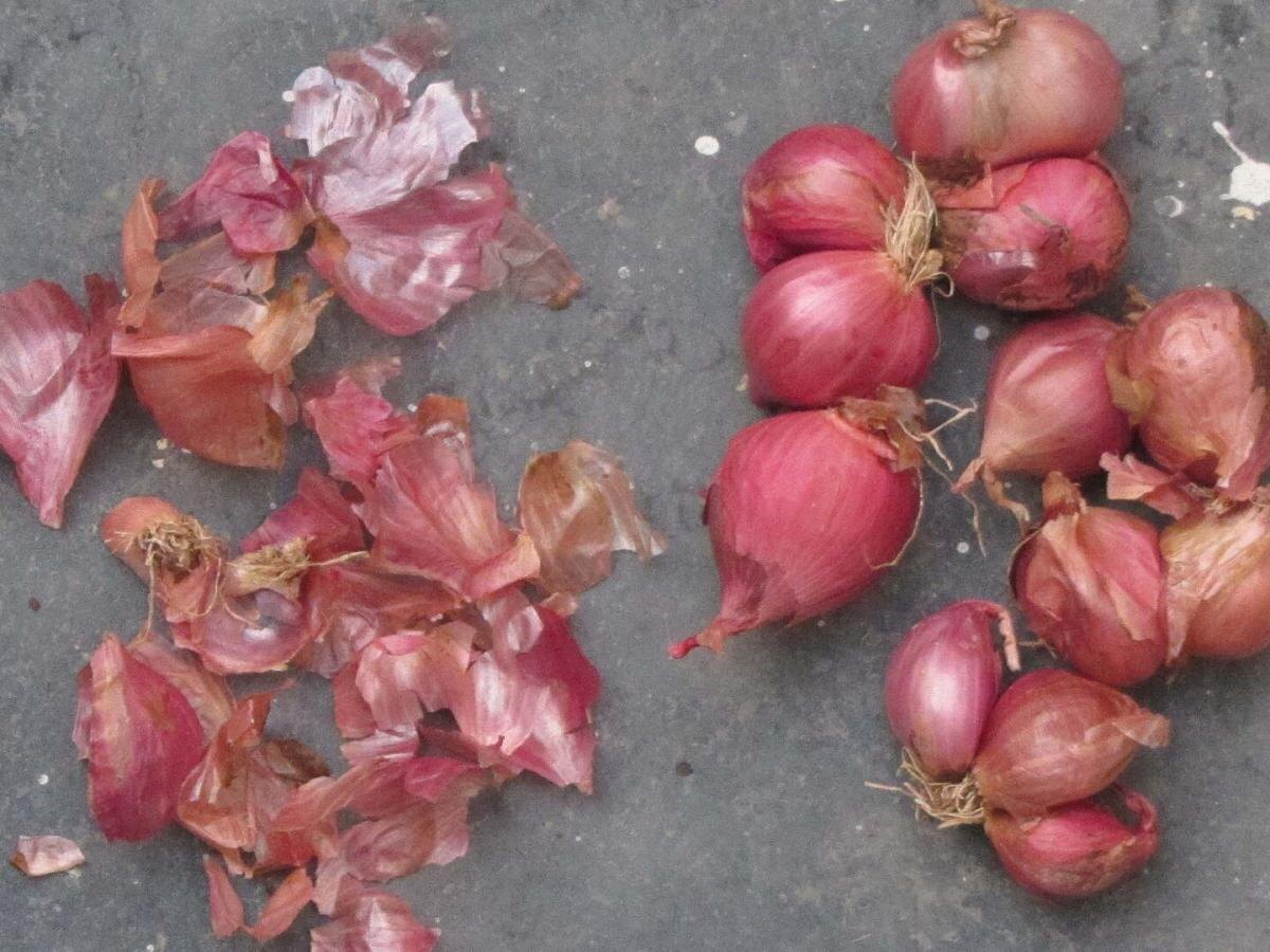 Луковая шелуха: секреты здоровья вашего сада в одной упаковке