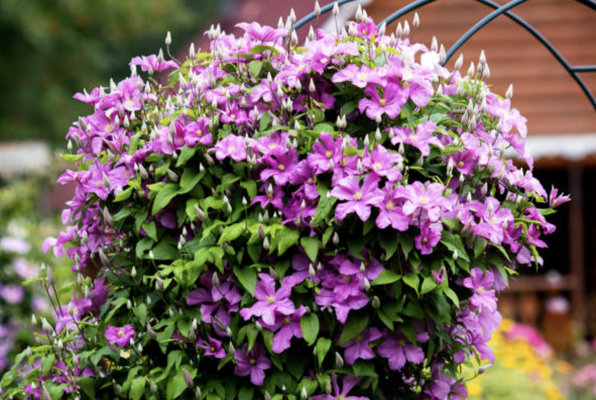 Клематисы: как украсить свой сад без лишних сложностей