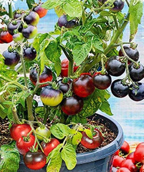 Томат Вороний глаз: мини-сад справит с любой задачей