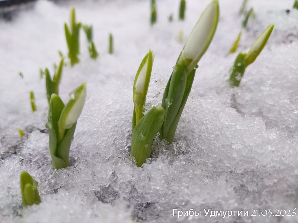 Сегодня, 21 марта, на Якшур-Бодьинском тракте были обнаружены настоящие подснежники Сегодня, 21 марта, на Якшур-Бодьинском тракте были обнаружены настоящие подснежники