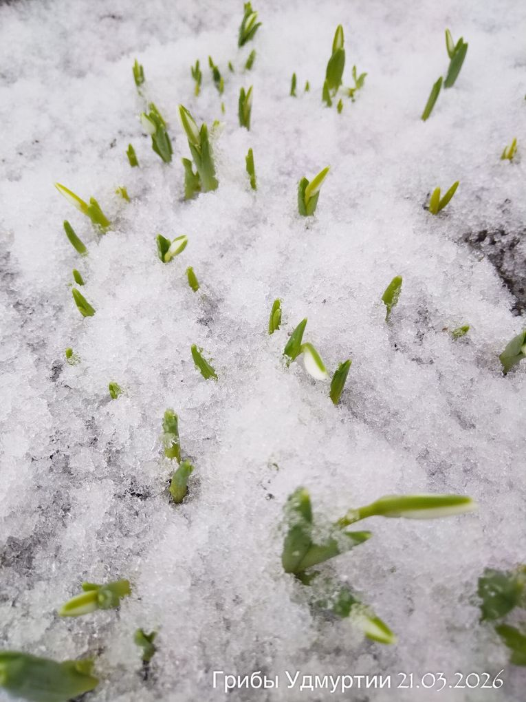 Сегодня, 21 марта, на Якшур-Бодьинском тракте были обнаружены настоящие подснежники Сегодня, 21 марта, на Якшур-Бодьинском тракте были обнаружены настоящие подснежники