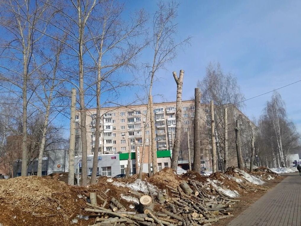 На улице Молодежной в Ижевске провели кронирование деревьев На улице Молодежной в Ижевске провели кронирование деревьев