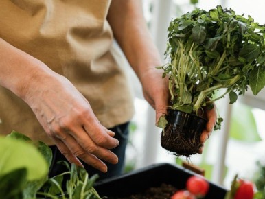 Как легко маркировать рассаду и не запутаться в садоводческих заботах