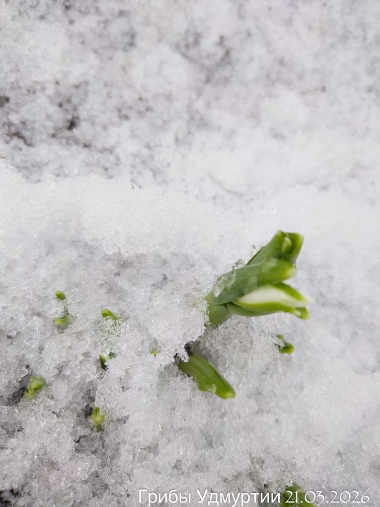 Сегодня, 21 марта, на Якшур-Бодьинском тракте были обнаружены настоящие подснежники