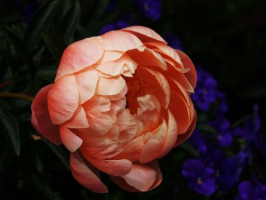 Пионы в вашем саду: как избежать распространённых ошибок