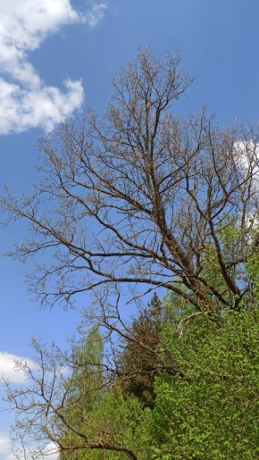 Как природа помогает найти вдохновение для творчества