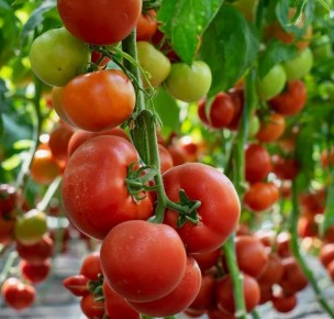 ������� ����: ��� ���������� ������ ��� �������� ������