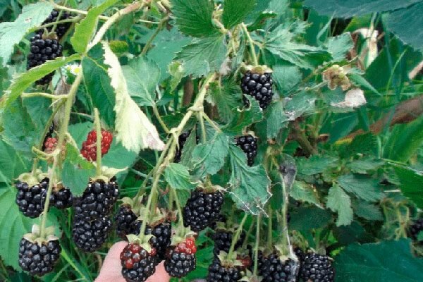 Ежевика Блэк Джем: почему этот сорт стоит вашего внимания