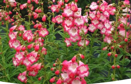 Пенстемон: яркий однолетник, который удивит своим цветением