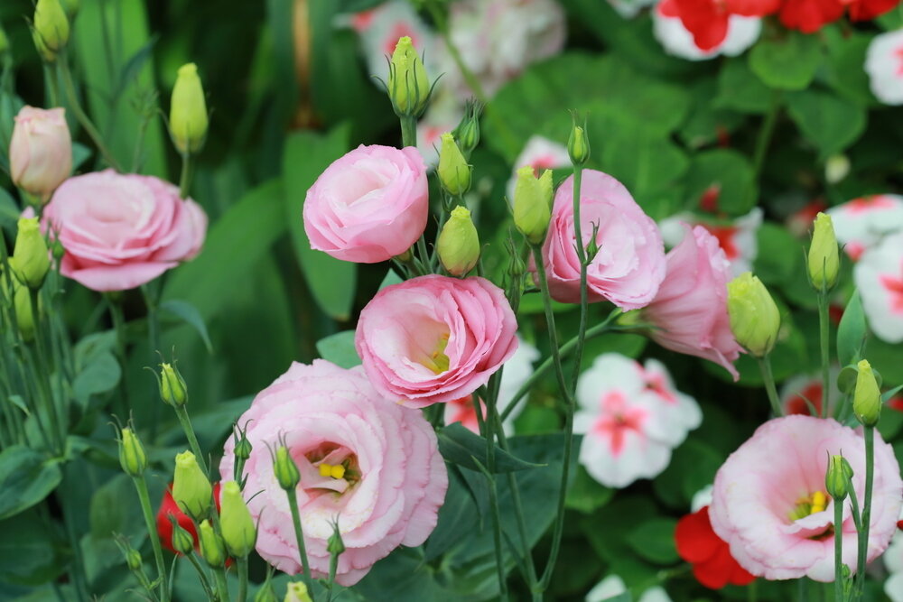 Начинаем дачный сезон: семена для рассады в январе