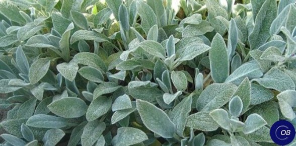 Растения-захватчики: как избежать засилья в вашем цветнике