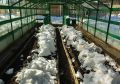 Снег в теплице: удивительный секрет здоровой почвы