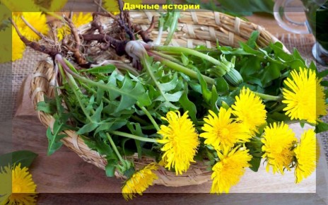 Как одуванчик может стать помощником в саду: три способа его применения