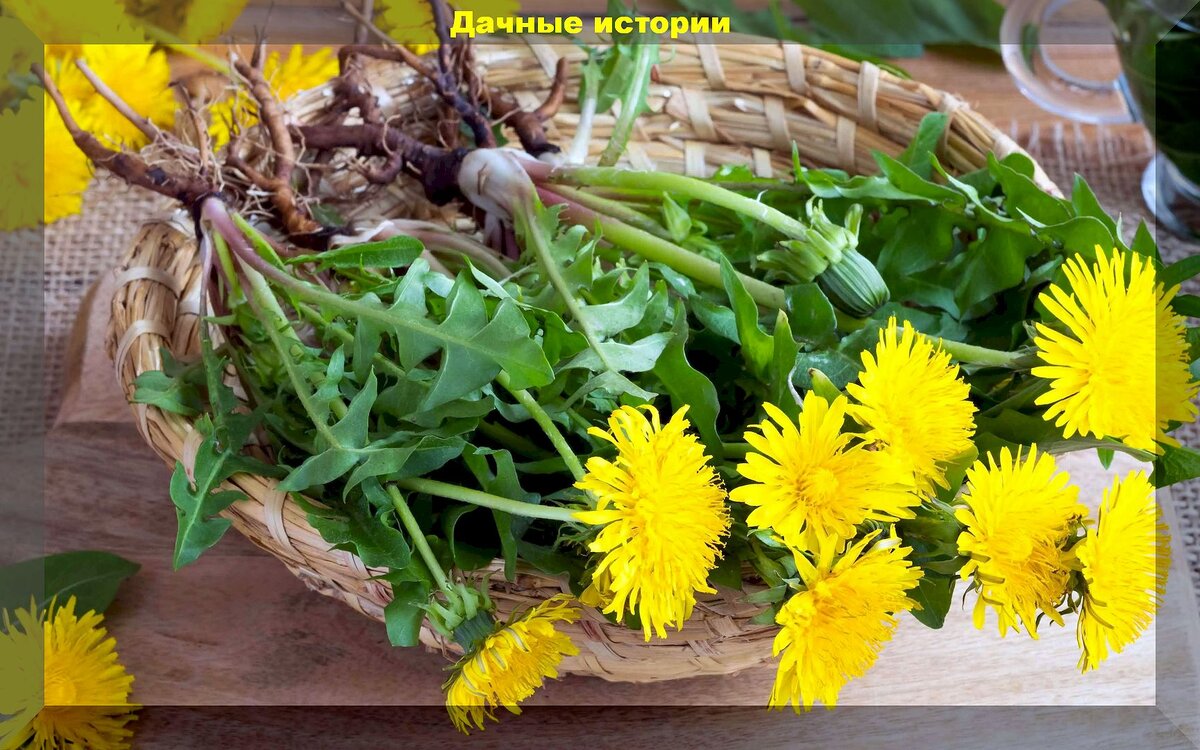 Как одуванчик может стать помощником в саду: три способа его применения