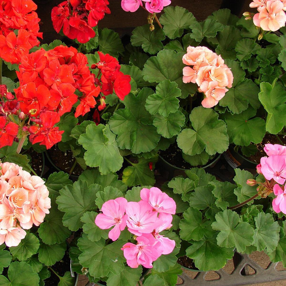 Комнатные растения, нуждающиеся в повышенном уходе: чего ожидать?