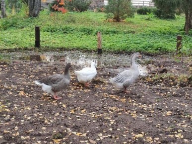 Россия запускает инновационную биоразлагаемую посуду для птиц