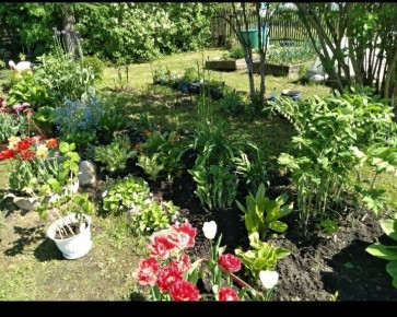 Цветы, которые станут верными союзниками ваших овощей