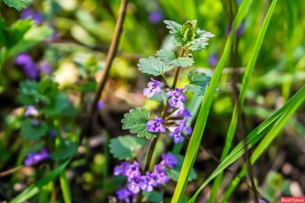 �����: ������������� �������� ��� ���� � ��������