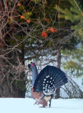 �.�. �������� ��������� �������� �������� ���� �������� �������� � ������ �������� ������ � ������ ���� ����������