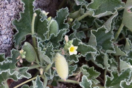 ��������� ������� ��������������� �����