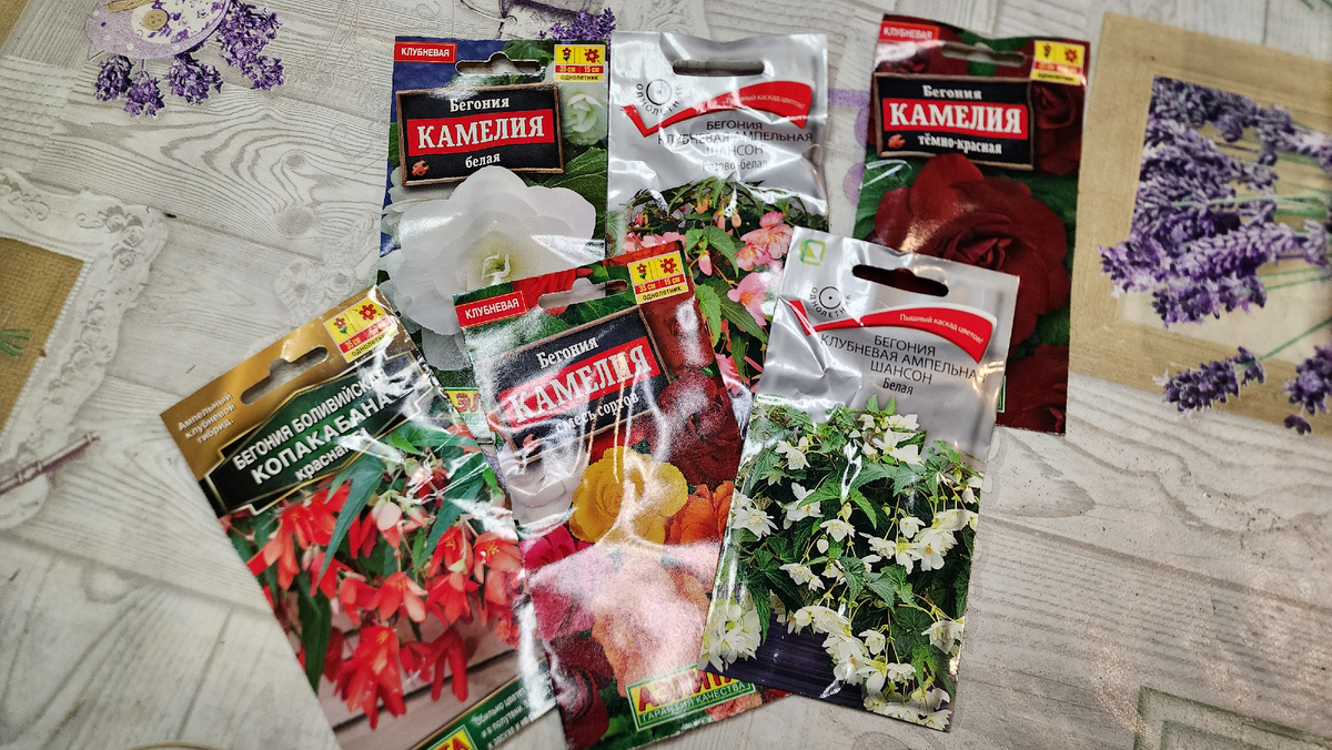 Краски лета: необычные сорта бегоний 2026 года
