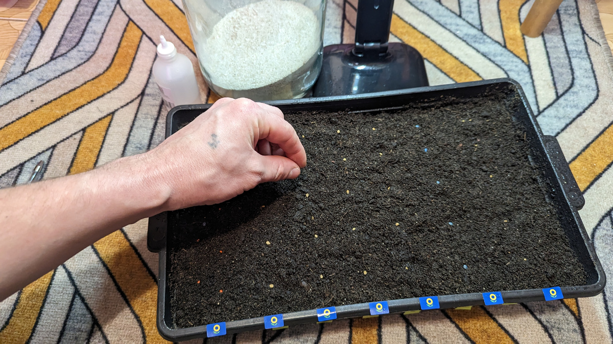 Томаты в марте: Как быстро и легко посадить рассаду без заморочек