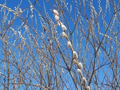 В Удмуртии в начале апреля воздух будет прогреваться до +18 градусов, что соответствует климатической норме последней декады месяца