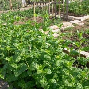 Мятный дуэт: как отличить мяту от мелиссы на грядке и в кулинарии