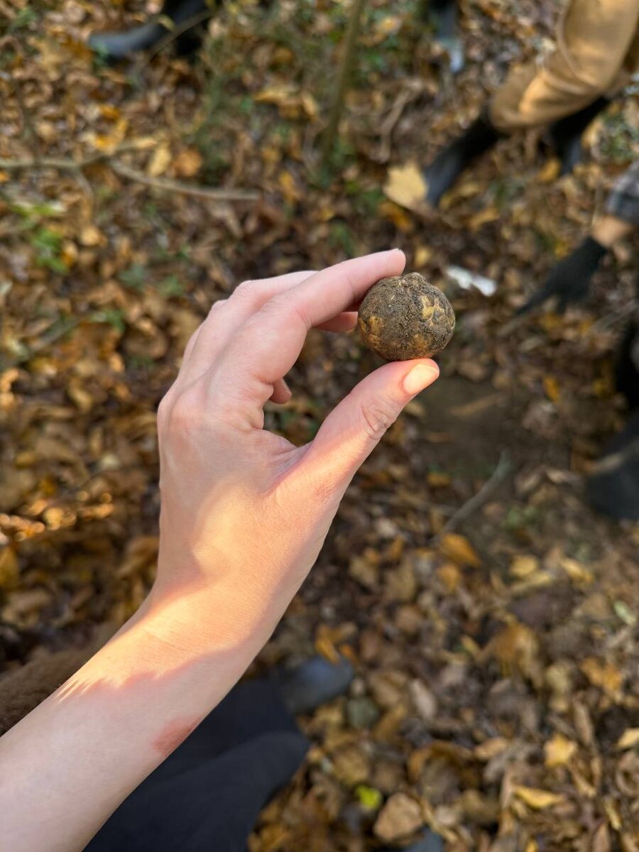 Трюфельная охота в Пьемонте: необычные находки и настоящие сокровища