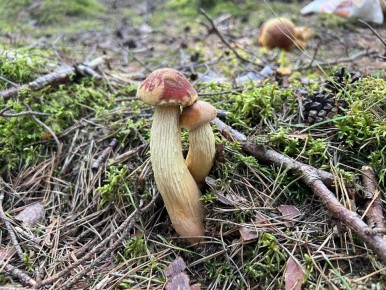 Куршская коса: В поисках золотистых боровиков и незабываемых впечатлений