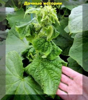 Крутятся верхушки у томатов, огурцов и перцев: разбираемся в причинах и решениях