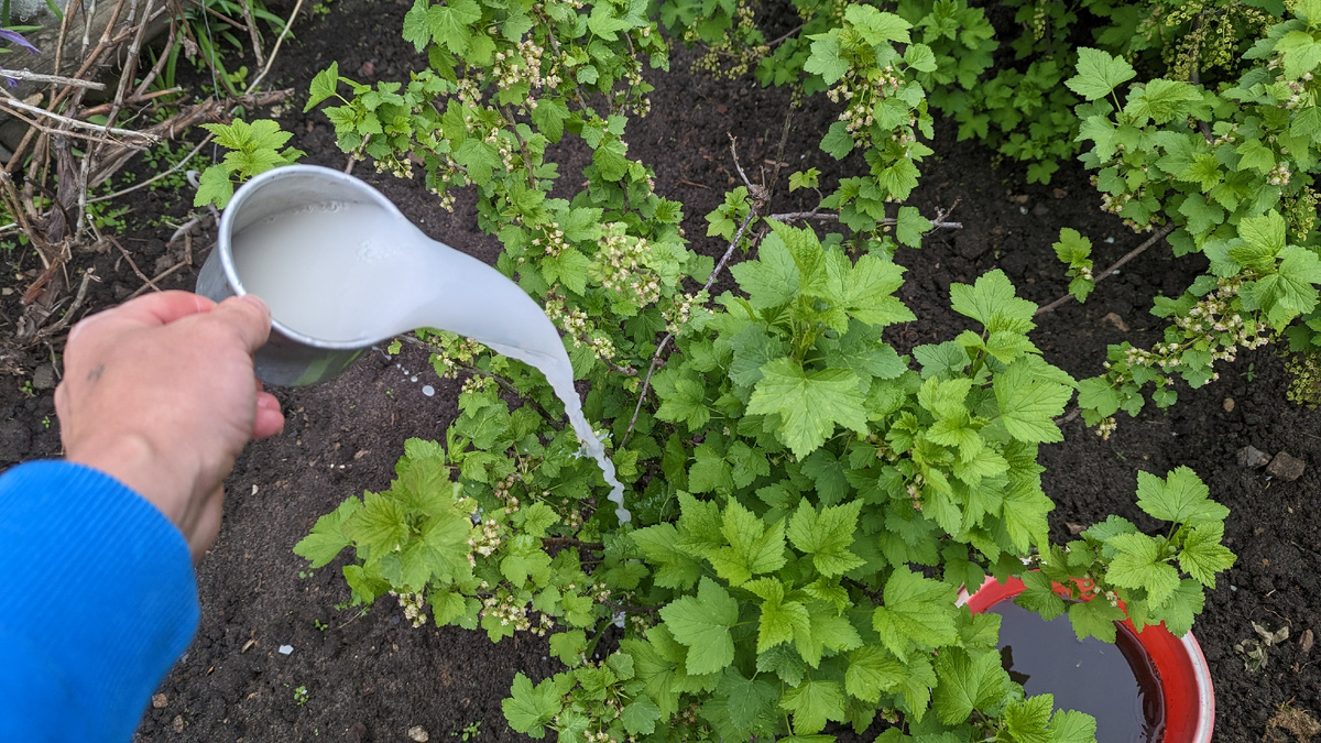 Эффективные секреты выращивания смородины от опытных садоводов