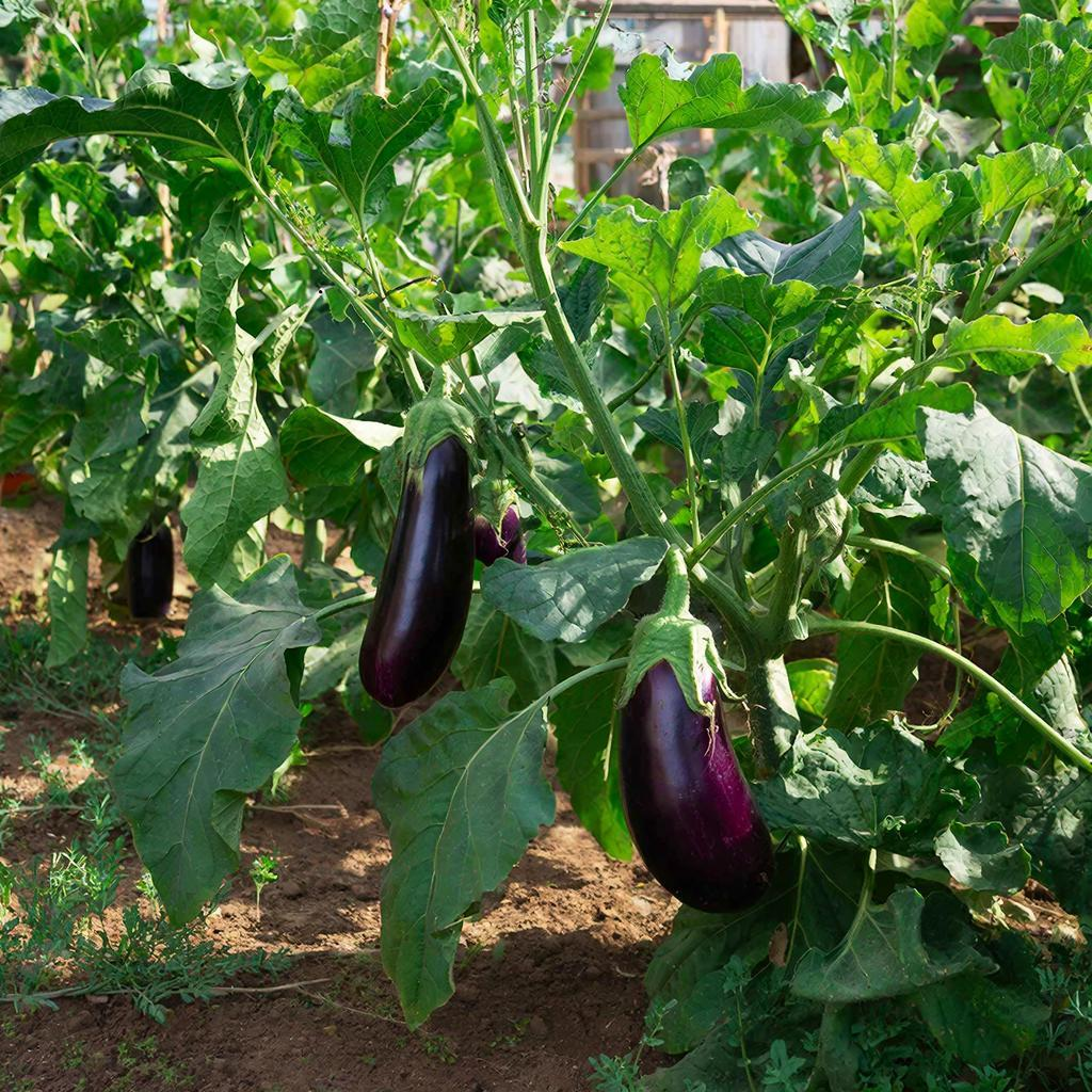 Плети в кулак: три проверенных метода формирования баклажанов для рекордного урожая