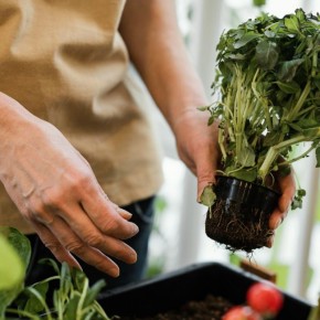Секреты городского огорода: как вырастить овощи в квартире