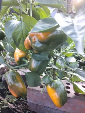 �������� ������ ������ �������� ����� ��� ������ �������