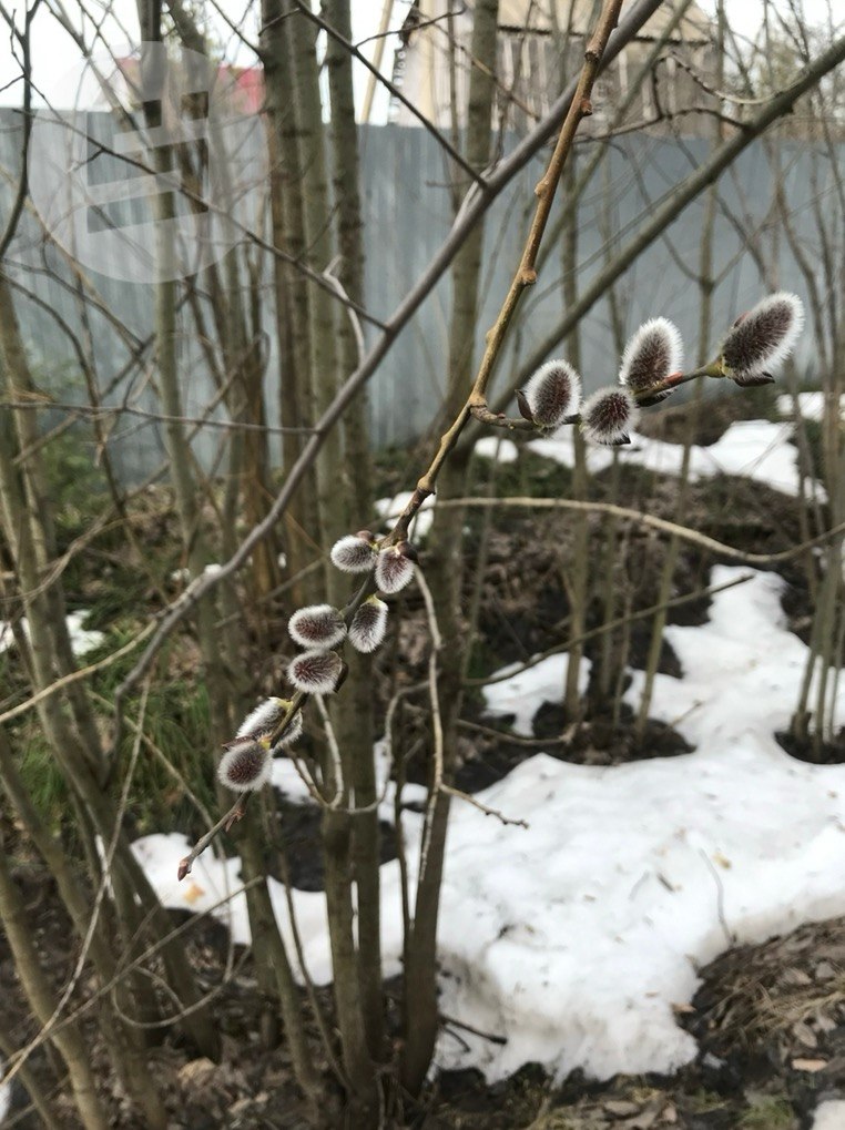 В Удмуртии 5 апреля православные христиане отмечают Вербное воскресенье В Удмуртии 5 апреля православные христиане отмечают Вербное воскресенье