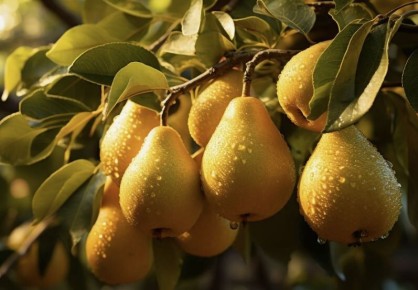 Груши для лета: самые лучшие ранние сорта для свежего наслаждения