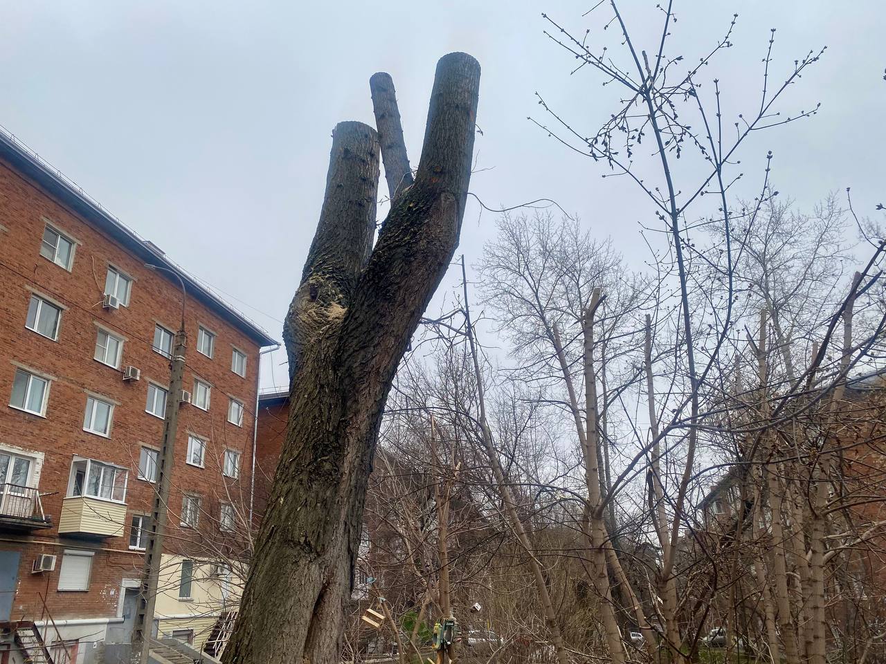 В Ижевске полным ходом идёт весеннее кронирование В Ижевске полным ходом идёт весеннее кронирование
