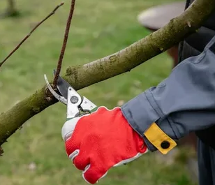 Как весеннее обрезание по Мичурину поможет собрать рекордный урожай