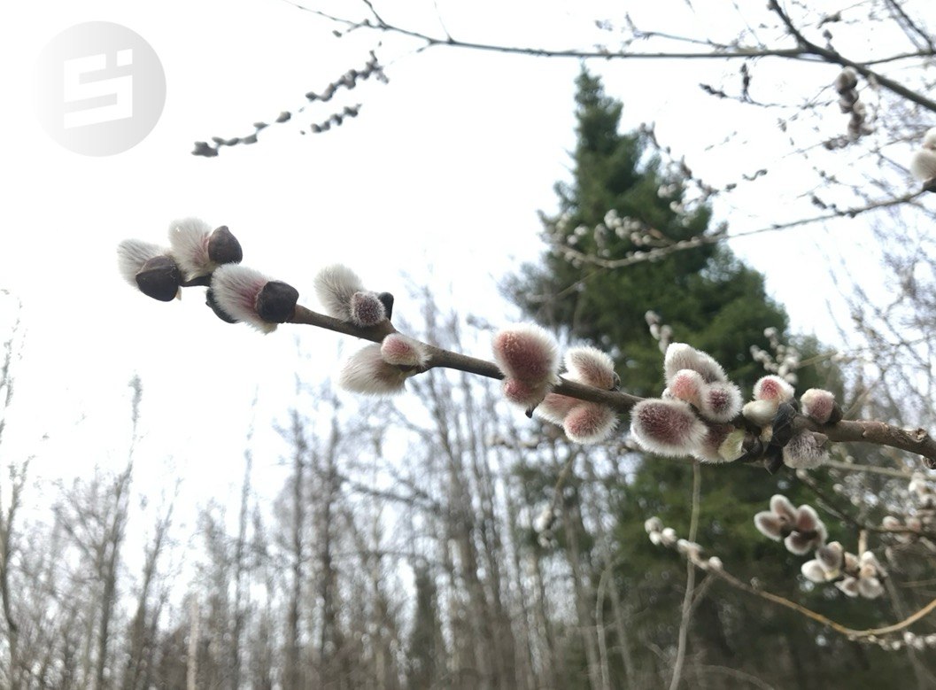 В Удмуртии 5 апреля православные христиане отмечают Вербное воскресенье