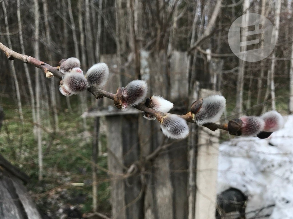 В Удмуртии 5 апреля православные христиане отмечают Вербное воскресенье В Удмуртии 5 апреля православные христиане отмечают Вербное воскресенье