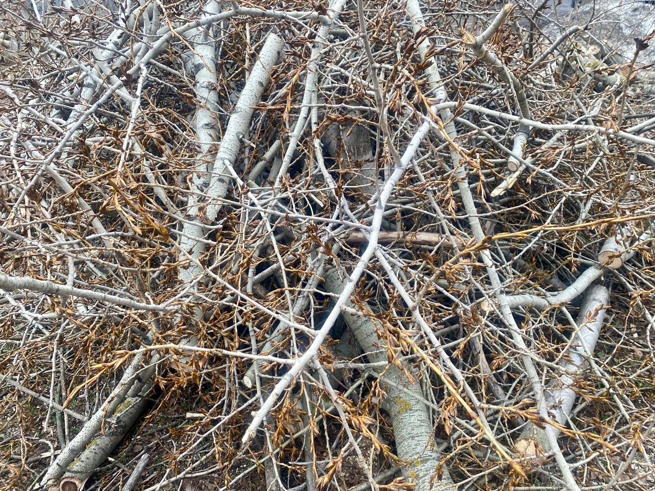 В Ижевске полным ходом идёт весеннее кронирование В Ижевске полным ходом идёт весеннее кронирование