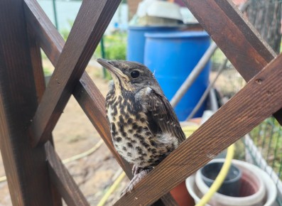 Как скрыть синие бочки на участке: оригинальные идеи и советы