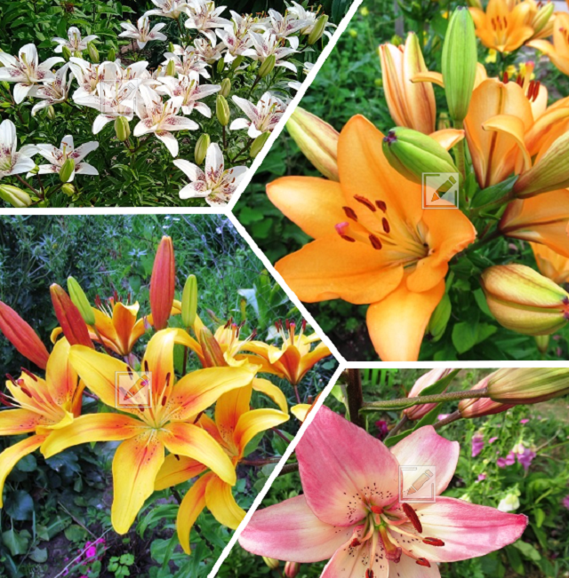 Лилии в июле: секреты ухода для пышного цветения и здоровых луковиц