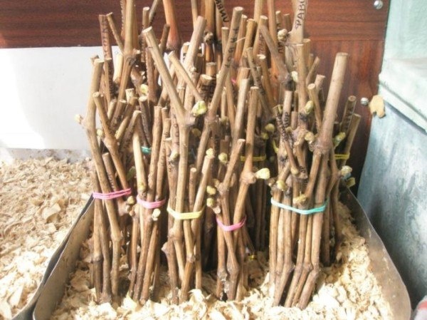 Прививка винограда: как обновить сорт без ожидания новых саженцев