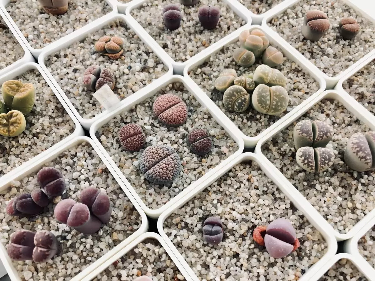 Волшебный мир литопсов: как камни становятся растениями